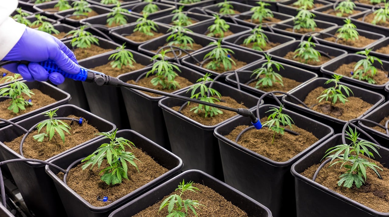 Bewässerungstipps für den Anbau: Wie oft und wie viel gießen? - Plug & Grow