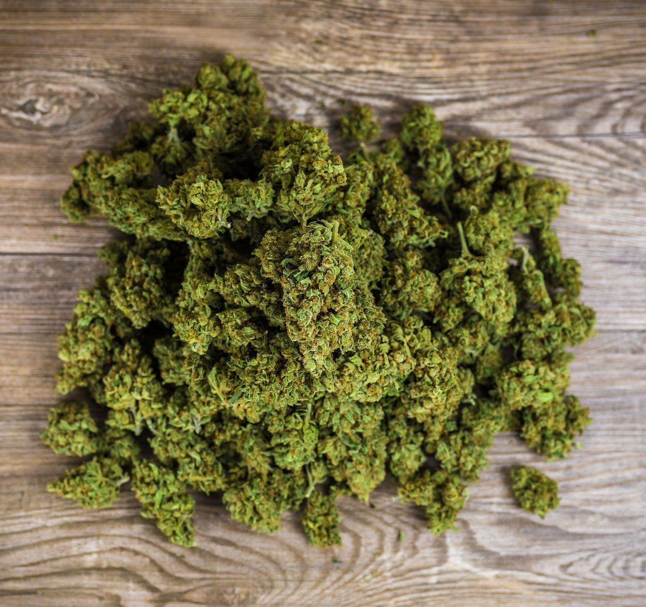 Ernte und Trocknung: So bringst du deine Blüten sicher ins Ziel - Plug & Grow