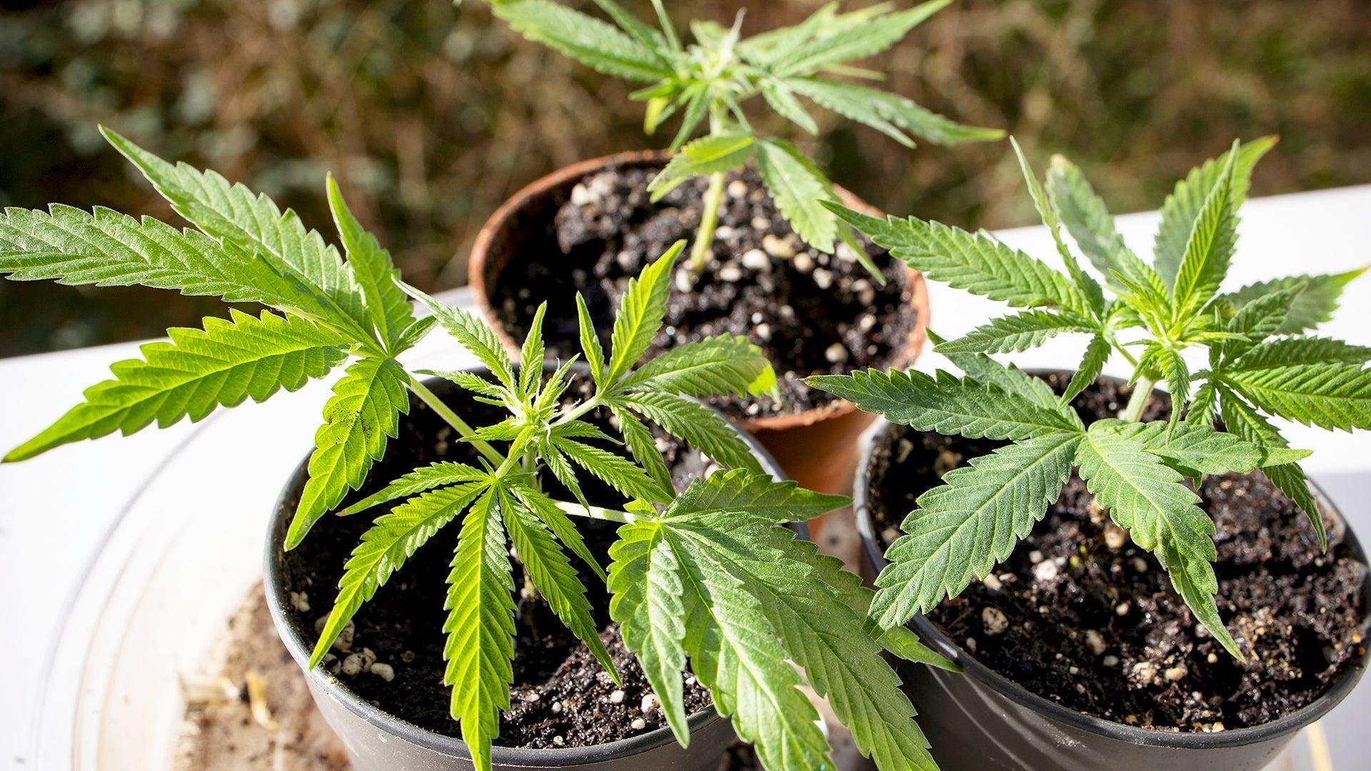 Home-Grow: Dein Leitfaden für den erfolgreichen Anbau zu Hause - Plug & Grow
