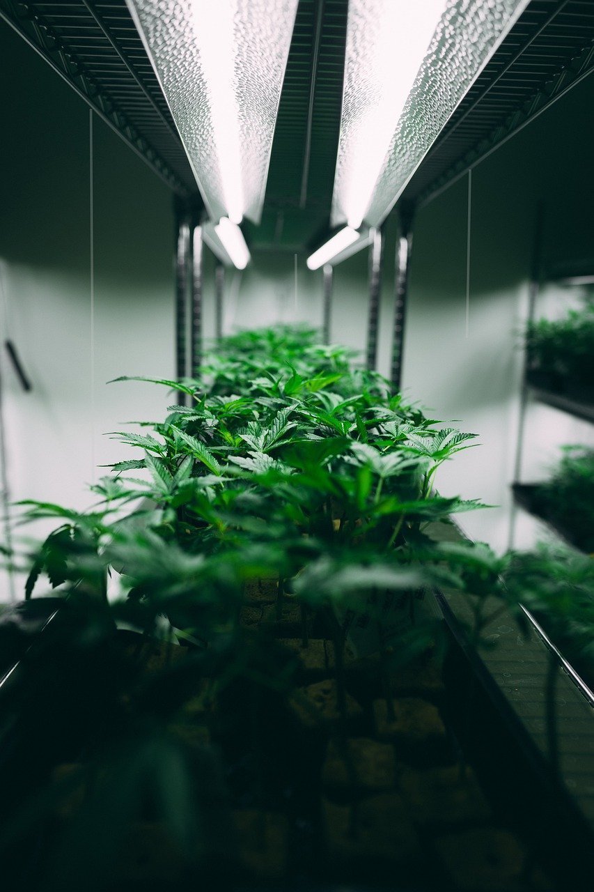 Lichtzyklen verstehen: Der Schlüssel zum erfolgreichen Anbau - Plug & Grow