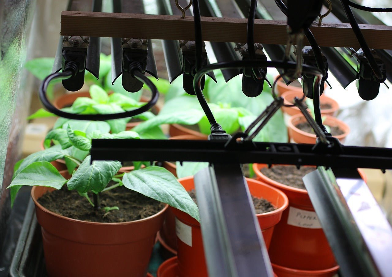 Optimale Beleuchtung mit LED-Lampen: So wählst du die perfekte Lampe für deinen Anbau - Plug & Grow