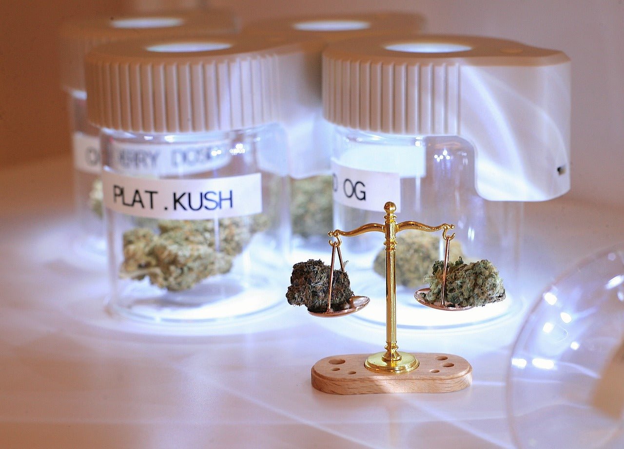 Cannabis-Sorten im Überblick: Beliebte Sorten und ihre Eigenschaften - Plug & Grow 