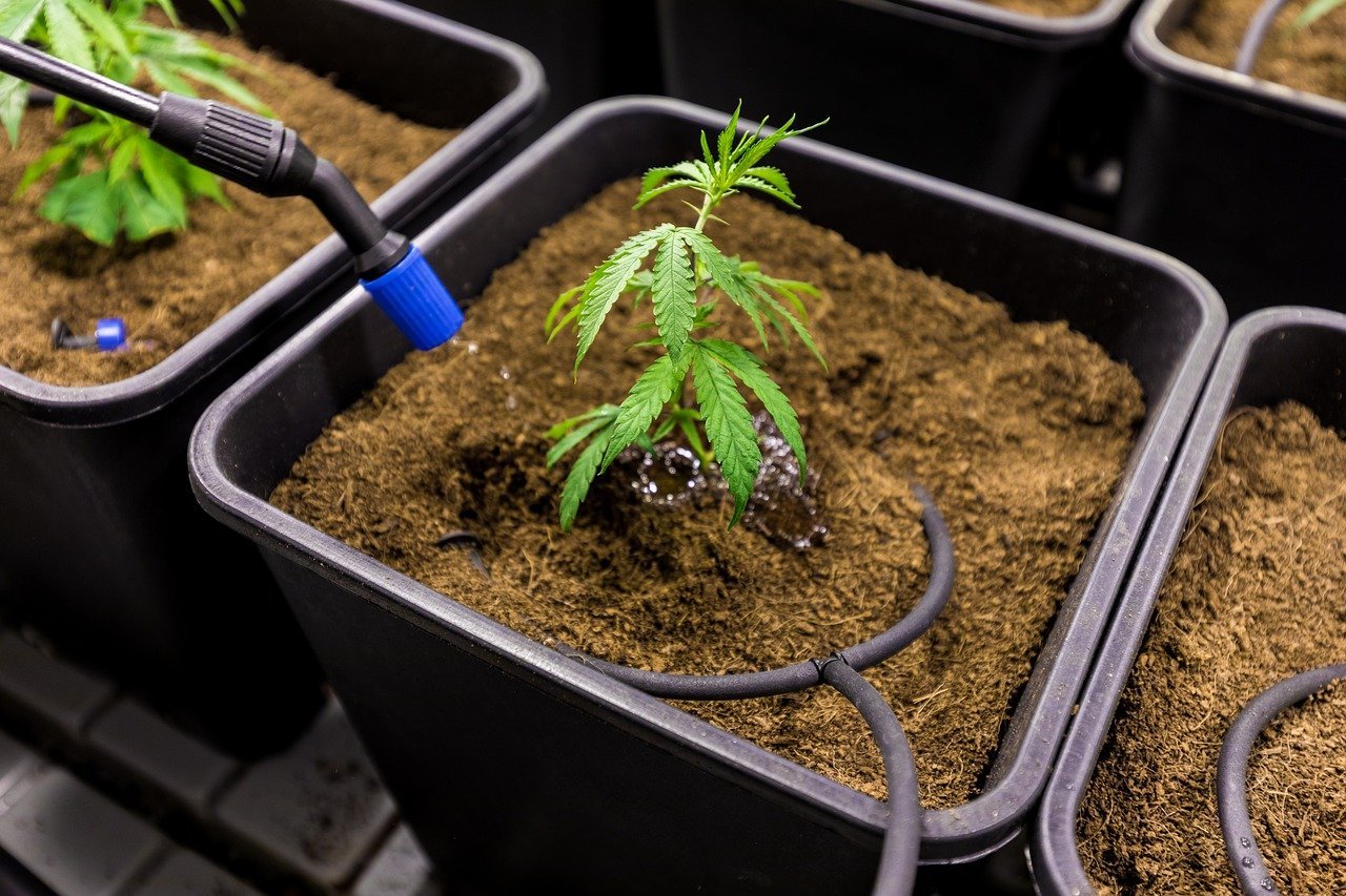Grundausstattung für deinen Home-Grow: Die richtige LED-Lampe und mehr - Plug & Grow 