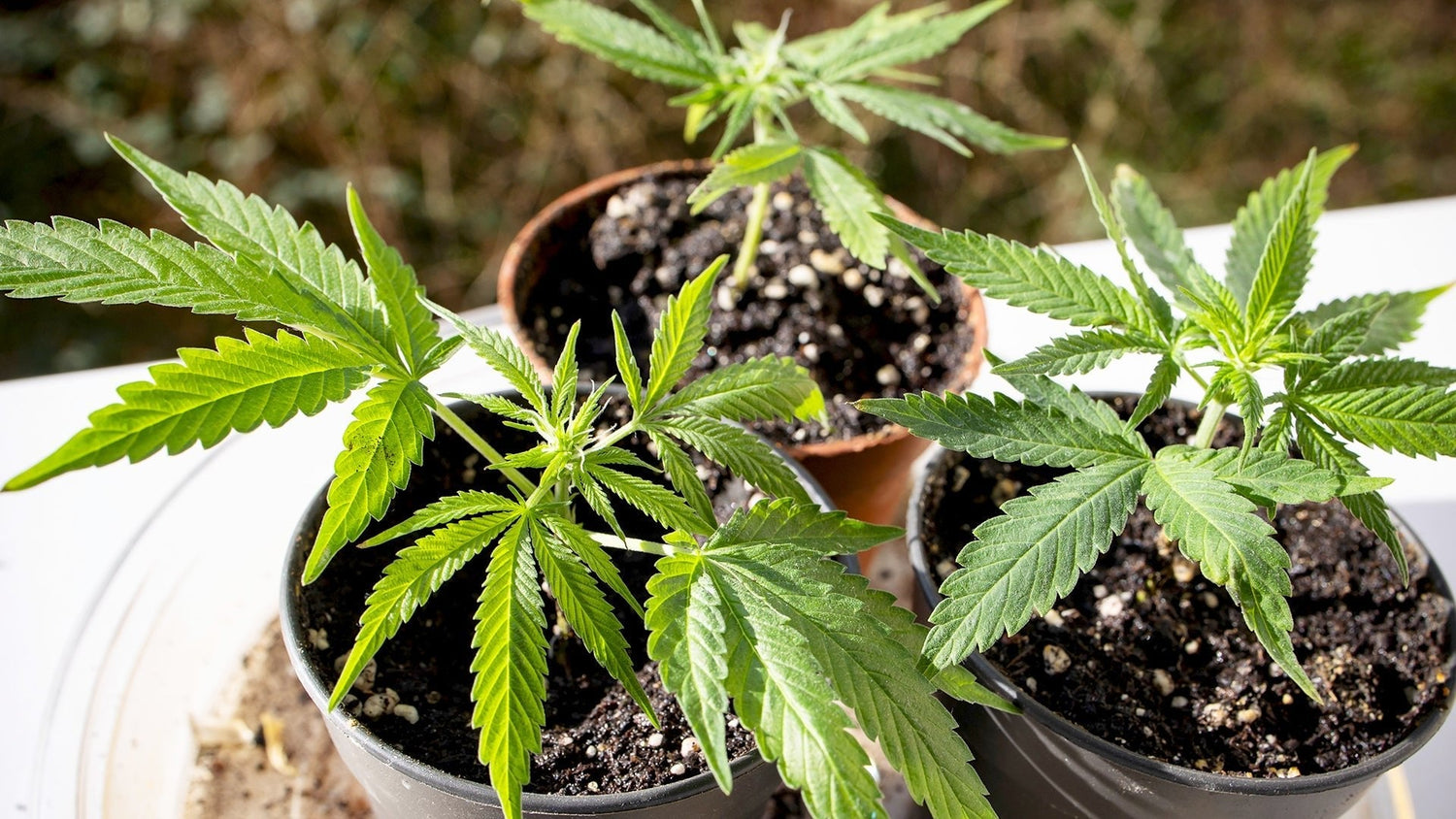 Home-Grow: Dein Leitfaden für den erfolgreichen Anbau zu Hause - Plug & Grow