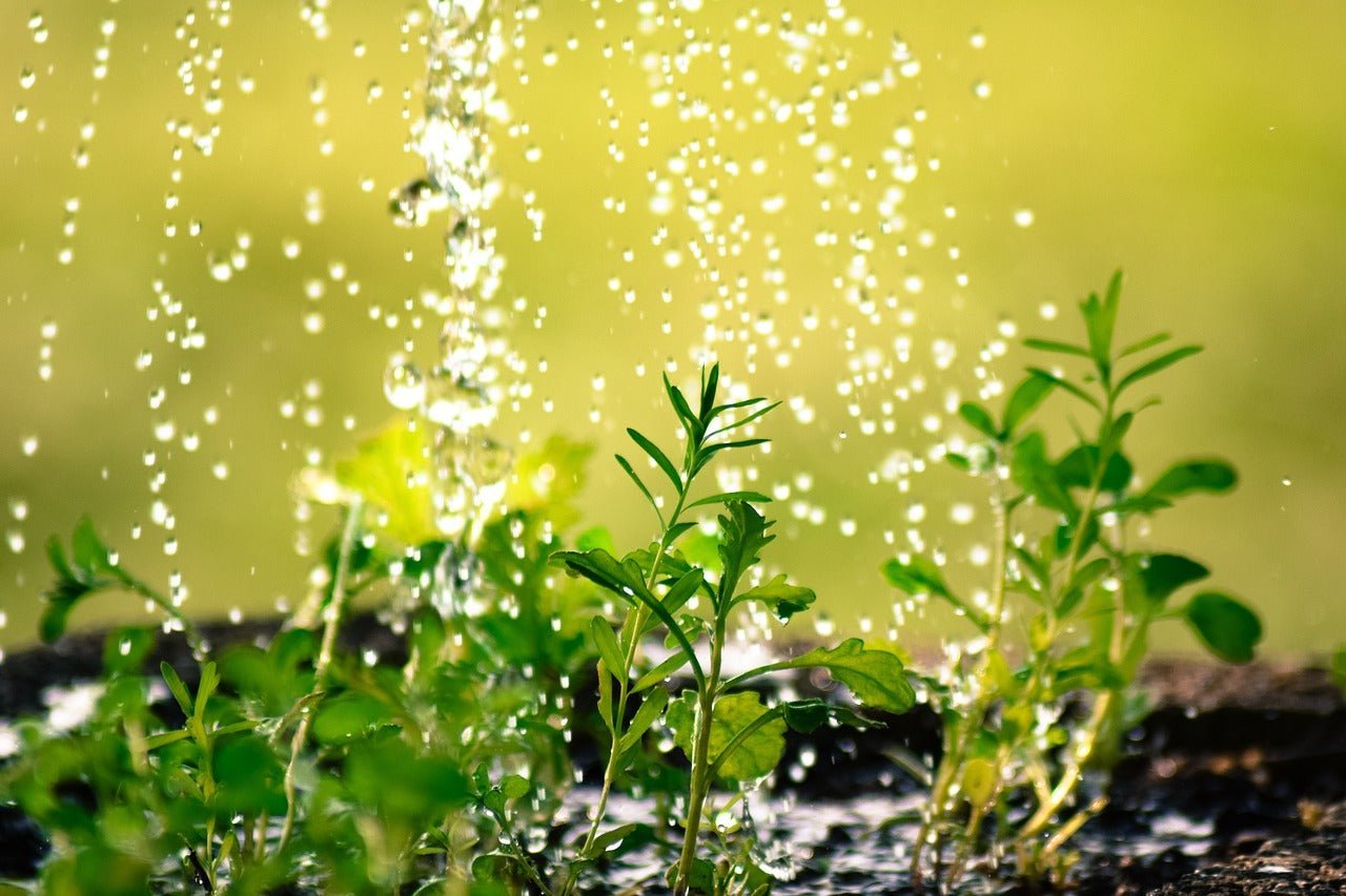 Nährstoffe und Düngung: So versorgst du deine Pflanzen optimal - Plug & Grow