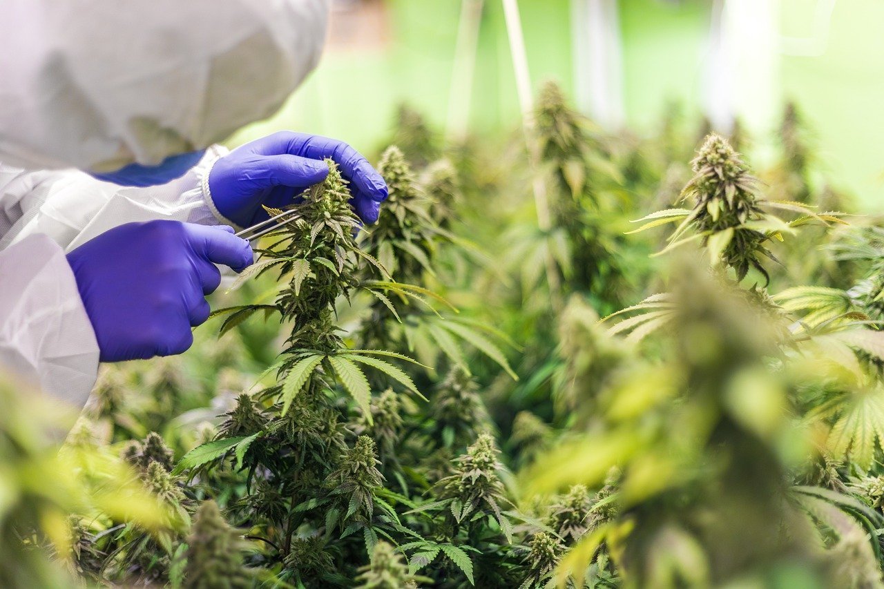 Pflanzentrainingstechniken: Topping, LST und Scrogging für maximale Erträge - Plug & Grow