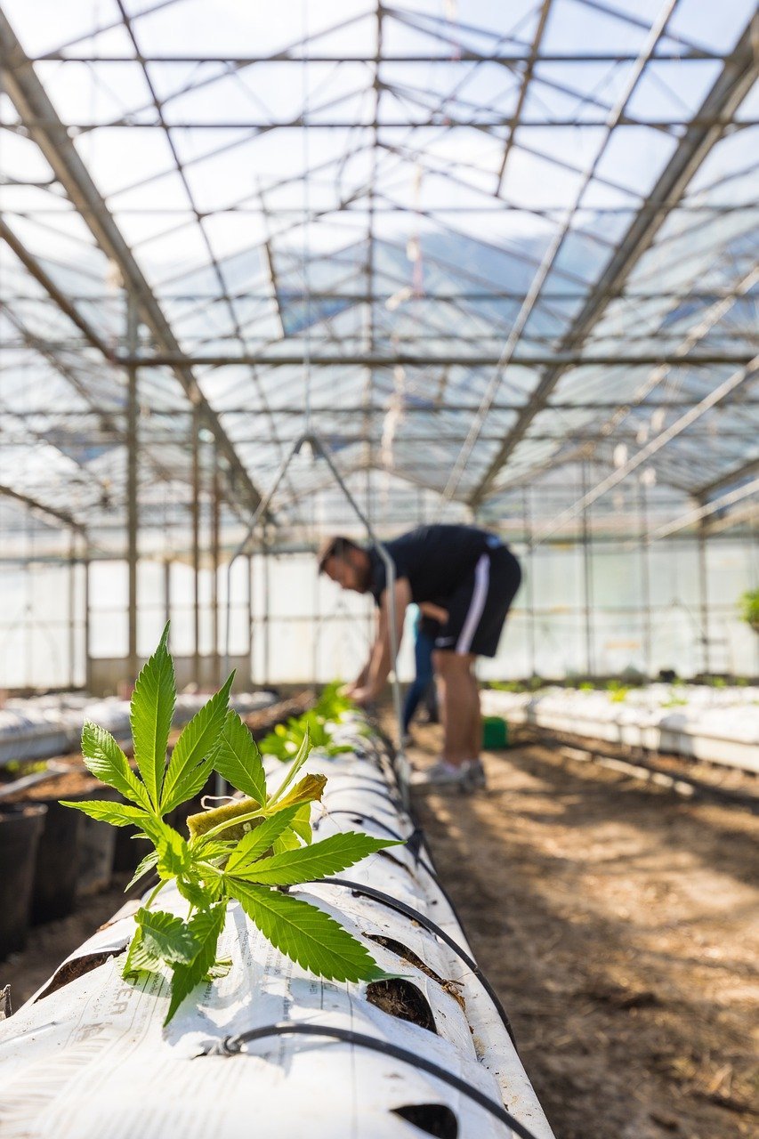 Wachstumsphasen von Cannabis: Von der Keimung bis zur Ernte – Ein Überblick - Plug & Grow 